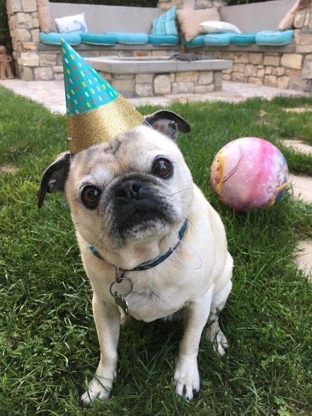/images/uploads/pug nation rescue of los angeles/pugnation2020/entries/11320thumb.jpg